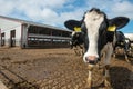 Wisconsin Dairy Farm, Cow, Cows Royalty Free Stock Photo