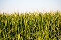 Wisconsin farmland corn in July