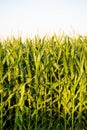 Wisconsin farmland corn in July