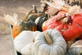 Wisconsin Harvest Royalty Free Stock Photo