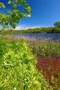 Wisconsin Northwoods Lake Landscape