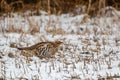 Wisconsin Ruffed grouse bonasa umbellus in a snow covered farm field in December Royalty Free Stock Photo