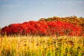 Wisconsin stag horn sumac bush in September Royalty Free Stock Photo
