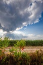 Wisconsin sumac brush and cornfield at the start of the harvest in September Royalty Free Stock Photo