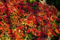 Wisconsin sumac trees in September Royalty Free Stock Photo