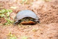 Wisconsin Western Painted Turtle Chrysemys picta laying eggs Royalty Free Stock Photo