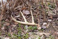 Wisconsin White-tailed Deer antler shed laying on the ground in April Royalty Free Stock Photo