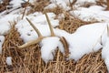 Wisconsin White-tailed Deer antler shed laying on the ground in the snow Royalty Free Stock Photo