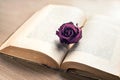 Wisdom and harmony. Open old book with dried maroon rose button Royalty Free Stock Photo