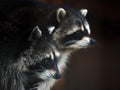Wisdom racoons close up Royalty Free Stock Photo