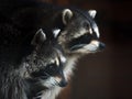 Wisdom racoons close up