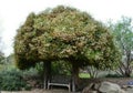 Wisdom Tree