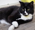 Pet Cat Resting With Crossed Paws