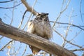 Wise Great Horned Owl in a Tree Royalty Free Stock Photo