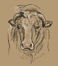 Wise head of bull hand drawing illustration brown Royalty Free Stock Photo