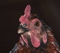 Wise Hen With Amber Eyes