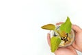 Wise investment, business, make money, interest, and savings concept. Hands holding glass jar of coins with growing plant. Royalty Free Stock Photo