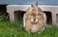 Wise looking old snowshoe hare comes out from under his lodge in Springtime. Stares at the camera, appearing very smart.