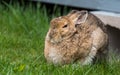 Wise looking old snowshoe hare comes out from under his lodge in Springtime. Stares at the camera, appearing very smart.