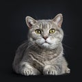 Wise looking senior British Shorthair cat, isolated on black background