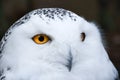 Wise looking white snowy Owl with big orange eyes portrait Royalty Free Stock Photo