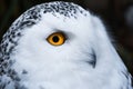 Wise looking white snowy Owl with big orange eyes portrait Royalty Free Stock Photo