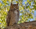 Wise old owl - Great Horned Owl at sunset with trees