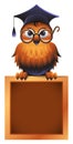 Wise Owl Atop a Chalkboard Royalty Free Stock Photo