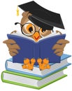 Wise owl reading book Royalty Free Stock Photo