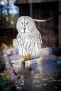 A wise owl sitting in a cage staring Royalty Free Stock Photo