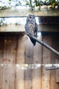 A wise owl sitting in a cage staring Royalty Free Stock Photo