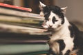 Wise sad black and white cat with a stack of books