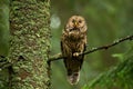 Wise tawny owl looking up in summer forest and sitting on bough.