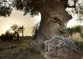 Wise wooden face absorbed in thought spared by Xylella fastidiosa plant pathogen. Ancient olive tree with heedful expression Royalty Free Stock Photo
