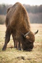 Wisent Royalty Free Stock Photo