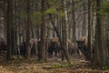 Wisent Royalty Free Stock Photo