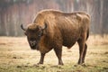 Wisent Royalty Free Stock Photo