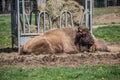 Wisent beef on pasture Royalty Free Stock Photo