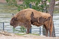 A wisent Royalty Free Stock Photo
