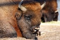 Wisent Bison bonasus