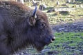 Wisent European Bison