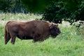 Wisent