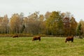 Wisent, European wood bison, Ardens, Wallonia, Belgium Royalty Free Stock Photo