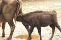 Wisent juvenile