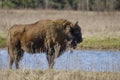 Wisent standing in the forest of the natural park, Maashorst