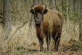 Wisent standing in the forest of the natural park, Maashorst