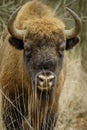 Wisent standing in the forest of the natural park, Maashorst