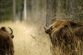 Wisent standing in the forest of the natural park, Maashorst