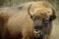 Wisent standing in the forest of the natural park, Maashorst