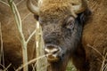 Wisent standing in the forest of the natural park, Maashorst